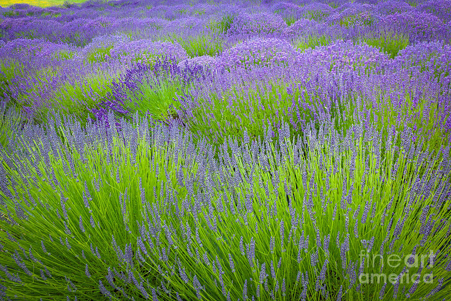 Flower Photograph - Lavender Field by Inge Johnsson