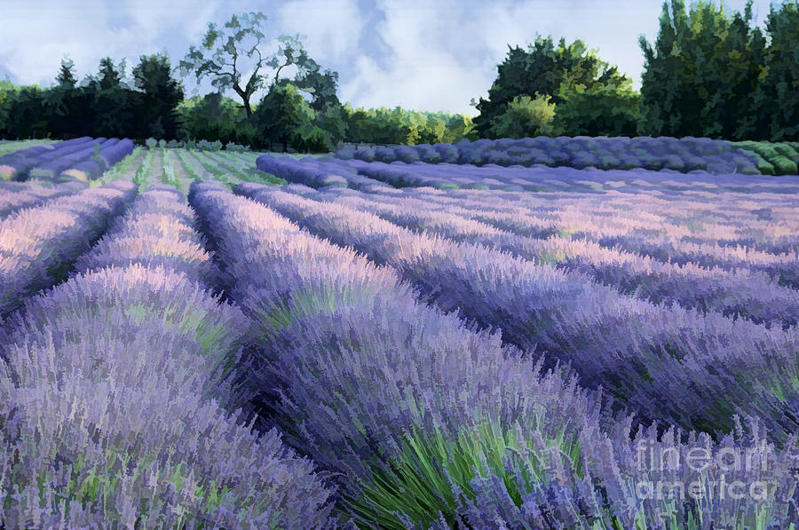 Lavender Field Photograph by Kathleen Gauthier