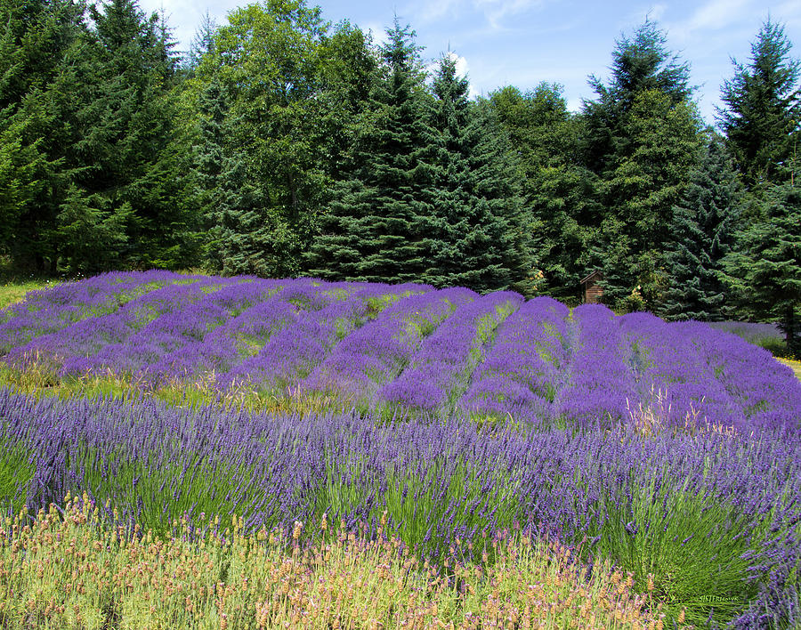 Lavender Field Photograph by Kathy Bassett