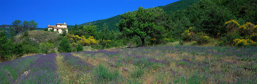 Tree Photograph - Lavender Field La Drome Provence France by Panoramic Images