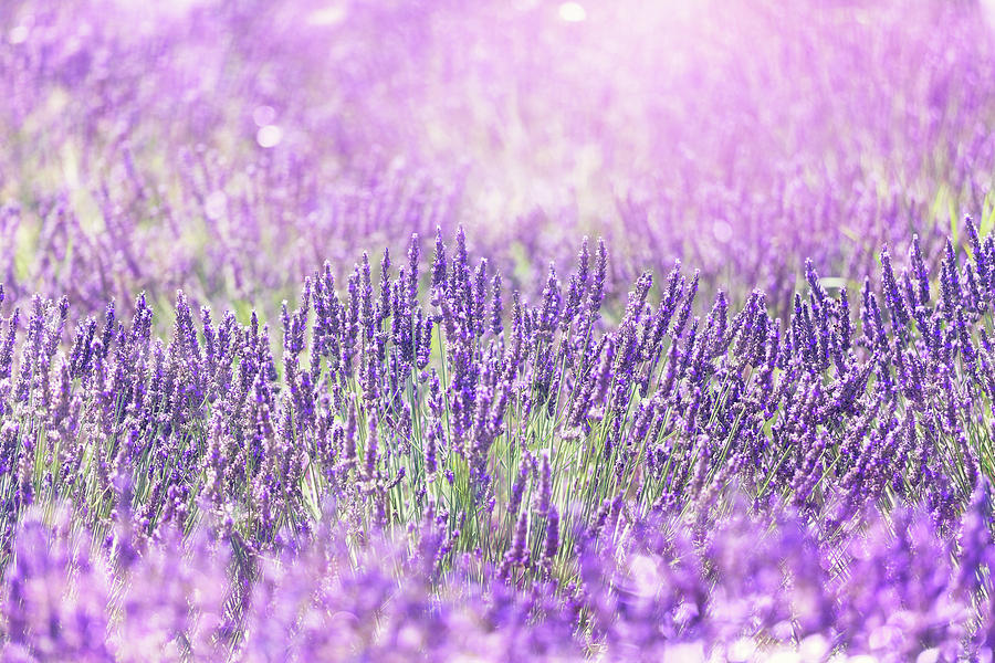 Lavender Field Photograph by Mammuth