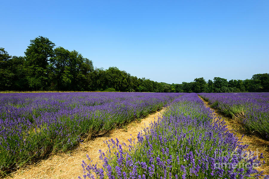 Lavender Field Photograph by Matt Malloy