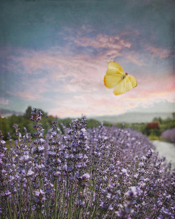 Lavender Field Pink and Blue Sunset and Yellow Butterfly Photograph by Brooke T Ryan