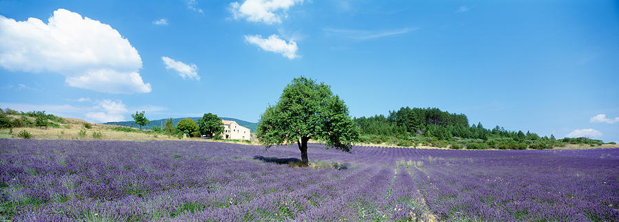 Tree Photograph - Lavender Field Provence France by Panoramic Images