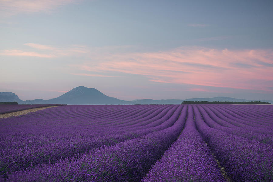 Flower Photograph - Lavender Field by Rostovskiy Anton