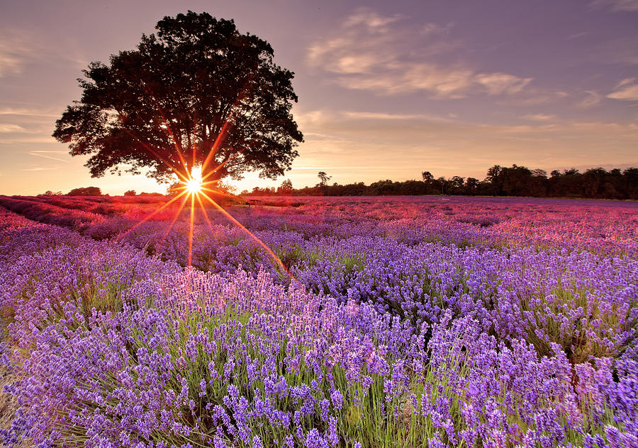 Lavender Field Photograph by Sandra Kreuzinger Lavender Field Photograph by Sandra Kreuzinger