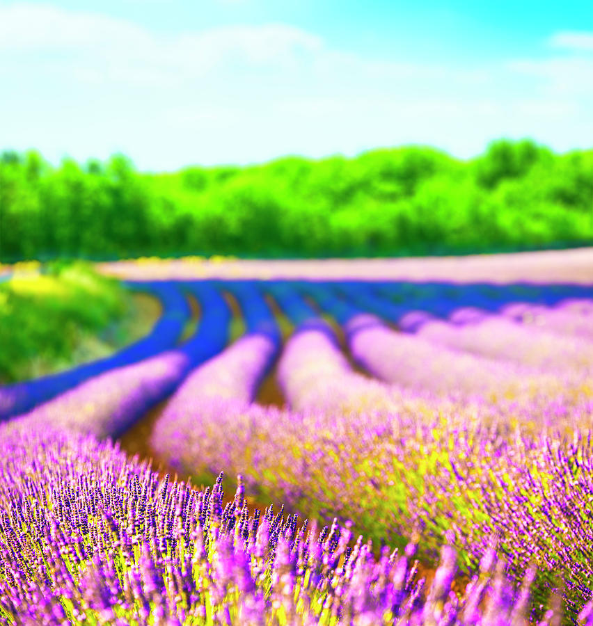 Lavender Field Photograph by Spooh