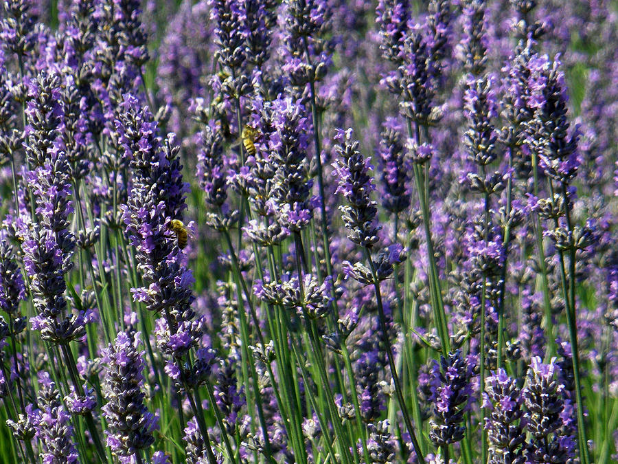 Lavender Field Photograph by Teresa Herlinger