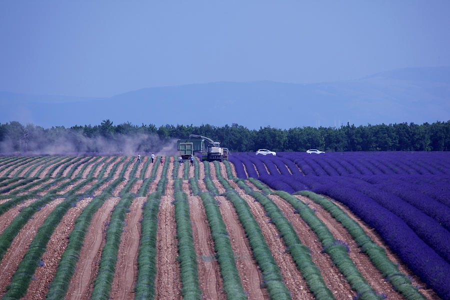 Lavender Field Under Harvest With Photograph by Meriel Lland