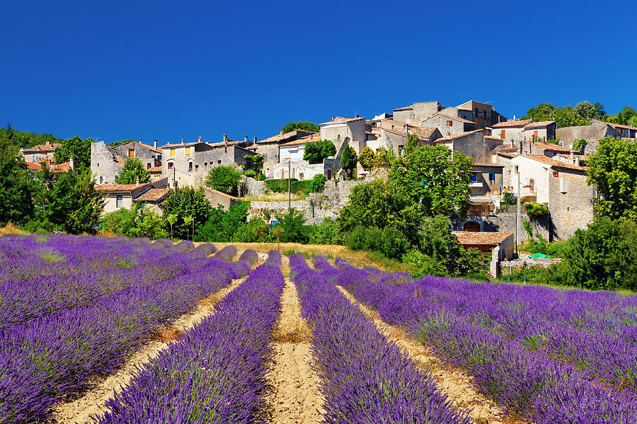Lavender field with a small town in Provence Photograph by Mammuth