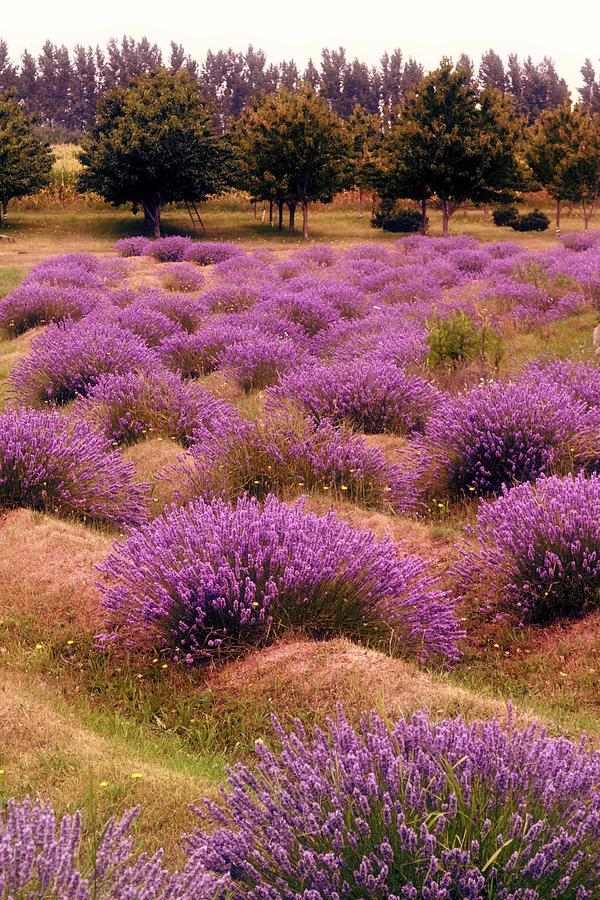 Lavender Fields 2 Photograph by Michelle Calkins