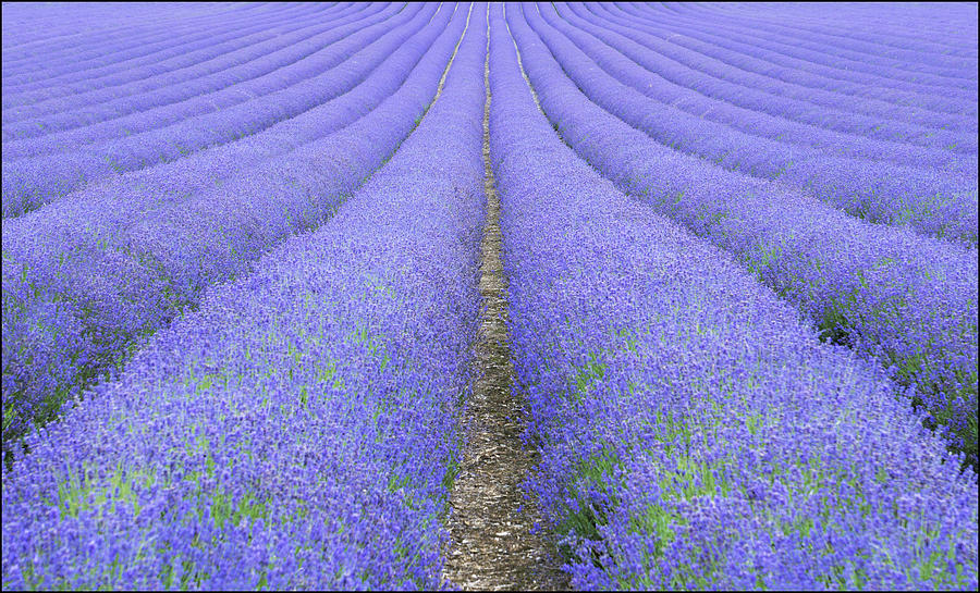 Nature Photograph - Lavender Fields by Adrian Campfield