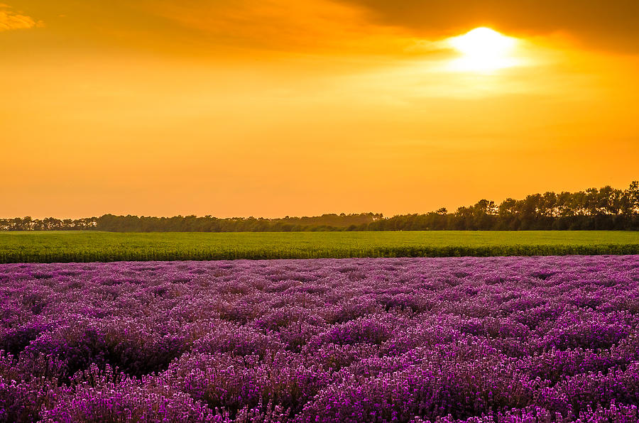 Lavender Fields And Sunset Photograph by Mimsmadmoments