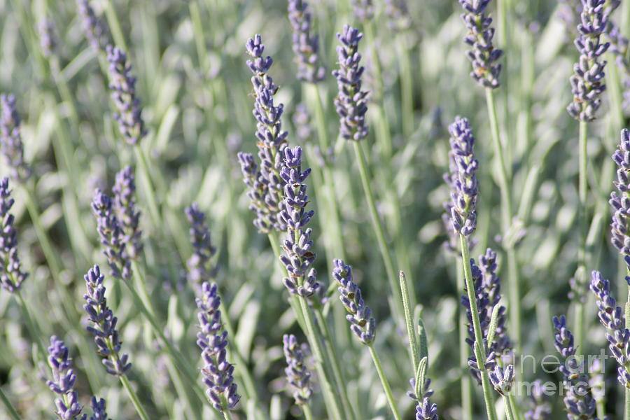 Lavender Fields Photograph by Barbara Bardzik