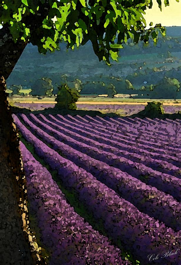 Lavender Fields Painting by Cole Black