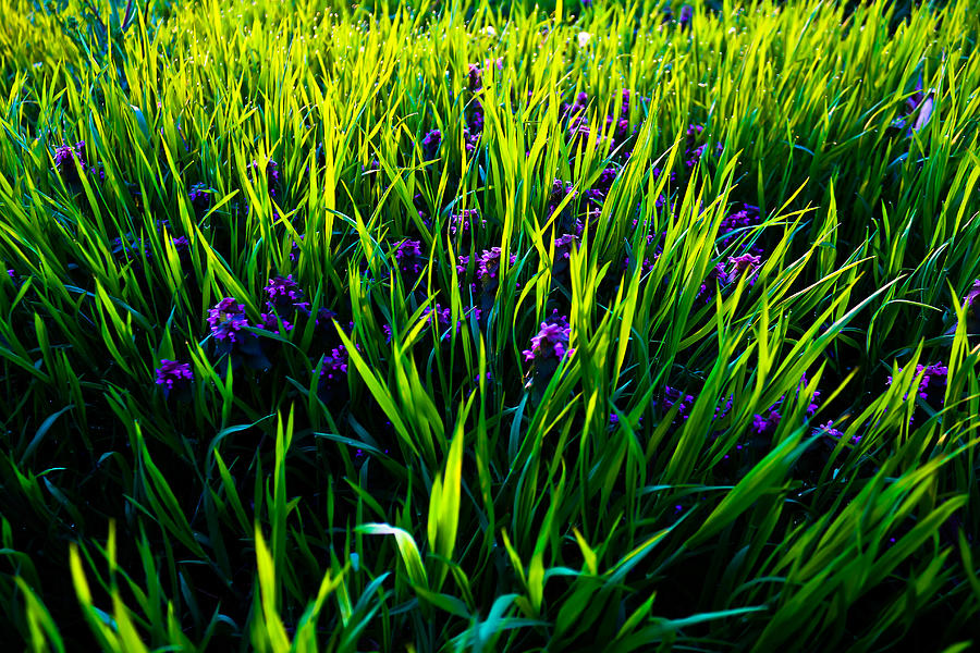 Lavender Fields Photograph by Everett Houser