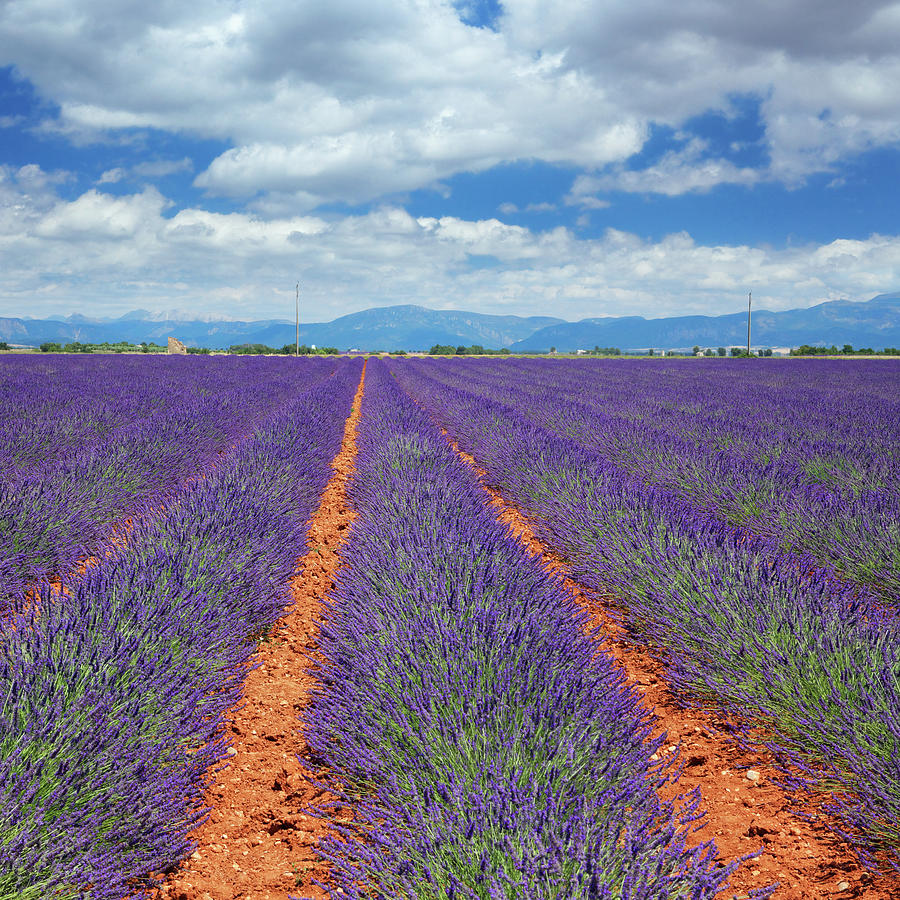 Lavender Fields In Provence Photograph by Mammuth