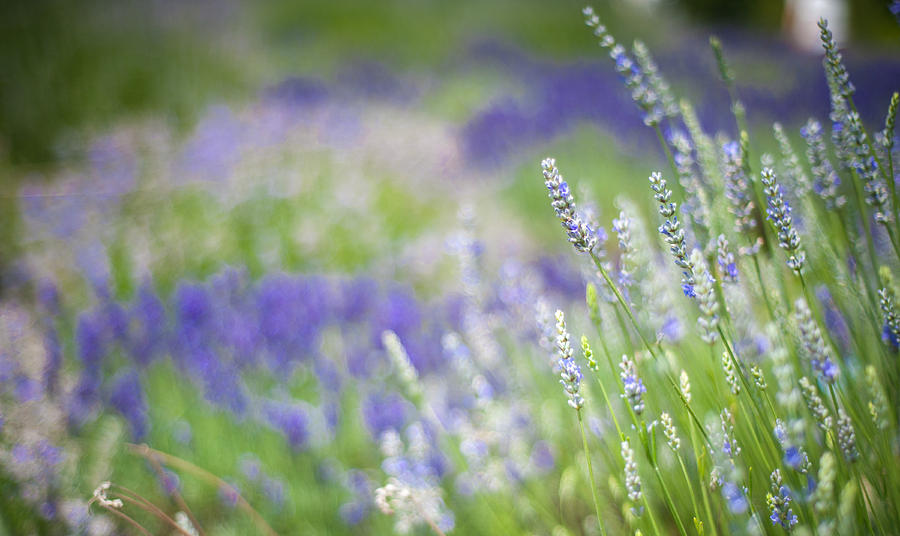 Lavender Fields Photograph by Joye Ardyn Durham