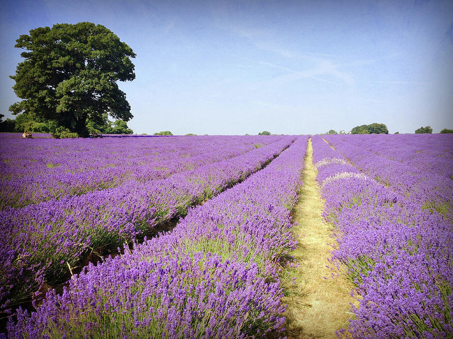 Lavender Fields Photograph by Larigan - Patricia Hamilton