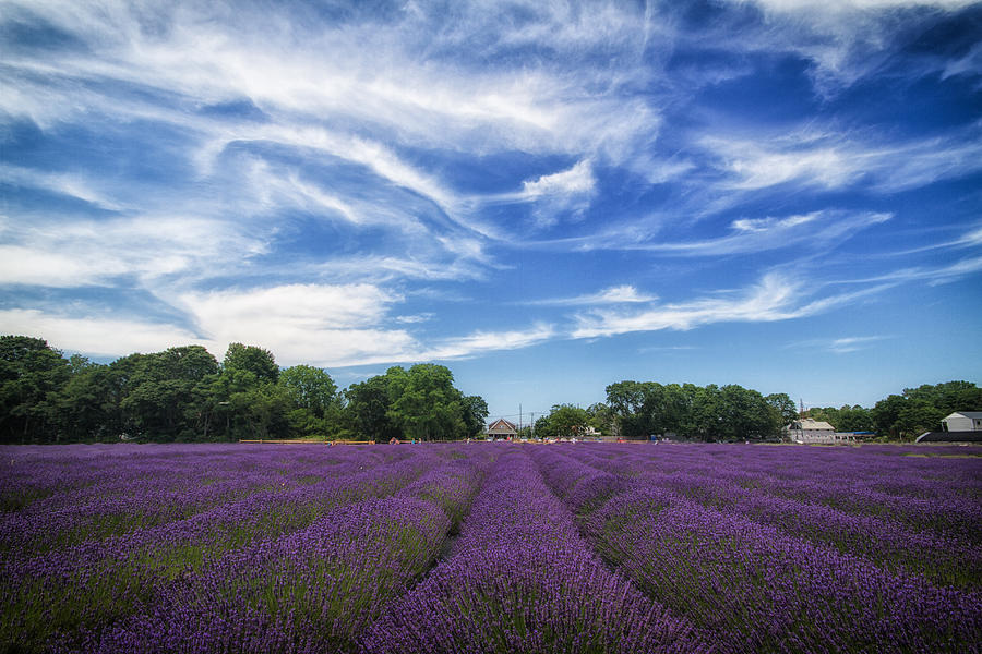 Lavender Fields Photograph by Marzena Grabczynska Lorenc