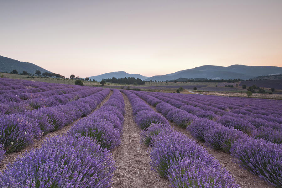 Lavender Fields Near To Sault At Dawn Photograph by Julian Elliott Photography