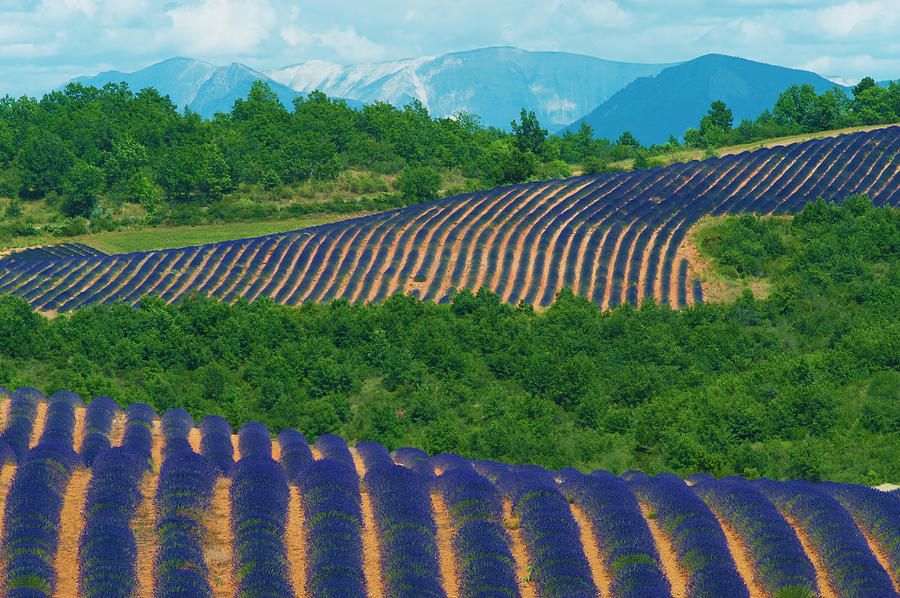 Lavender Fields, Provence, France Photograph by Jean-pierre Pieuchot