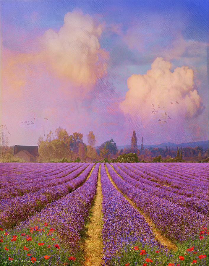 Flower Painting - Lavender Fields Provence by R christopher Vest