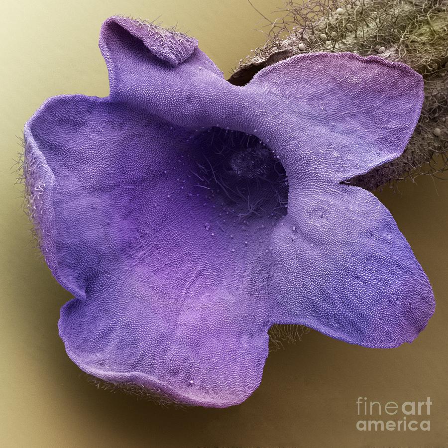 Lavender Floret, Sem Photograph by Cheryl Power