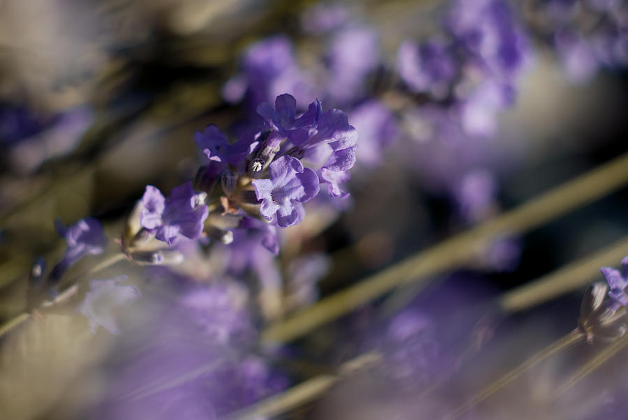 Flower Photograph - Lavender Flower by Anna Aybetova