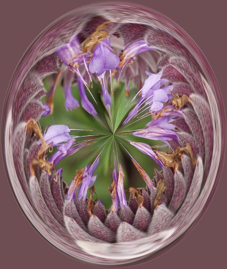 Lavender Flower Distortion Photograph by Roni Chastain