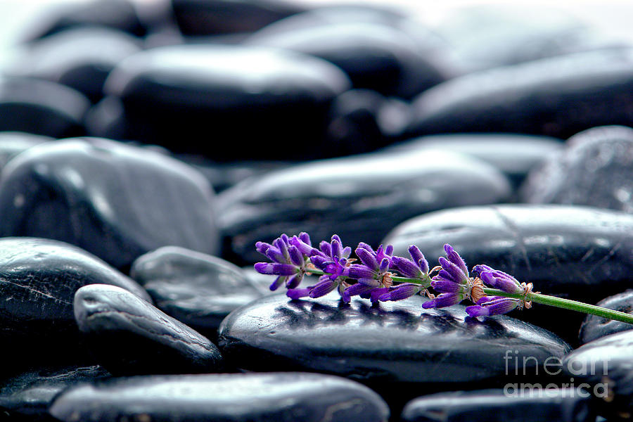 Lavender Flower Wisp Photograph by Olivier Le Queinec