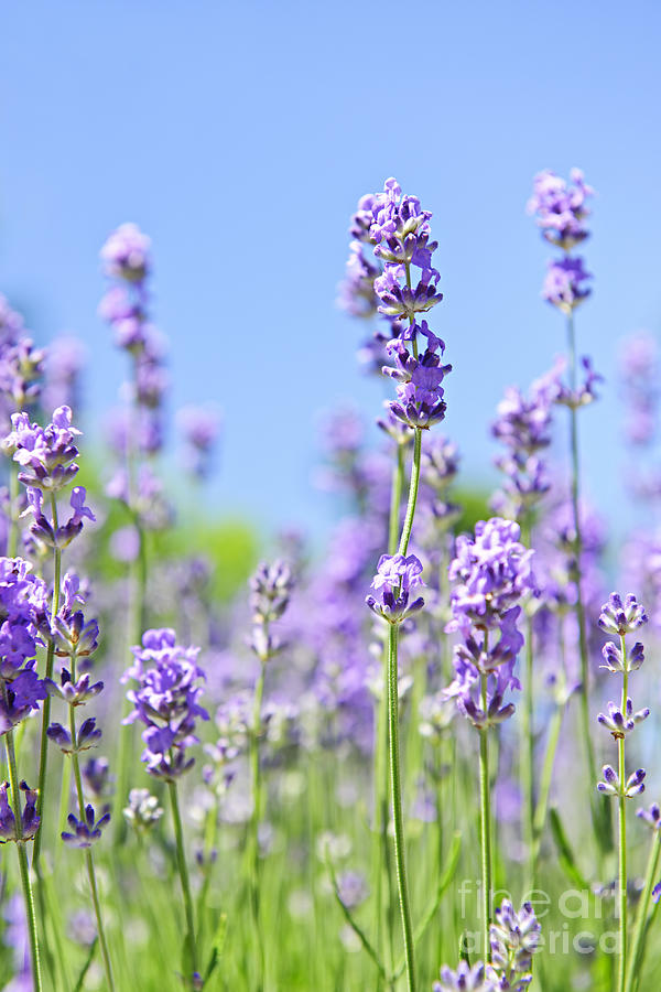 Lavender flowering Photograph by Elena Elisseeva