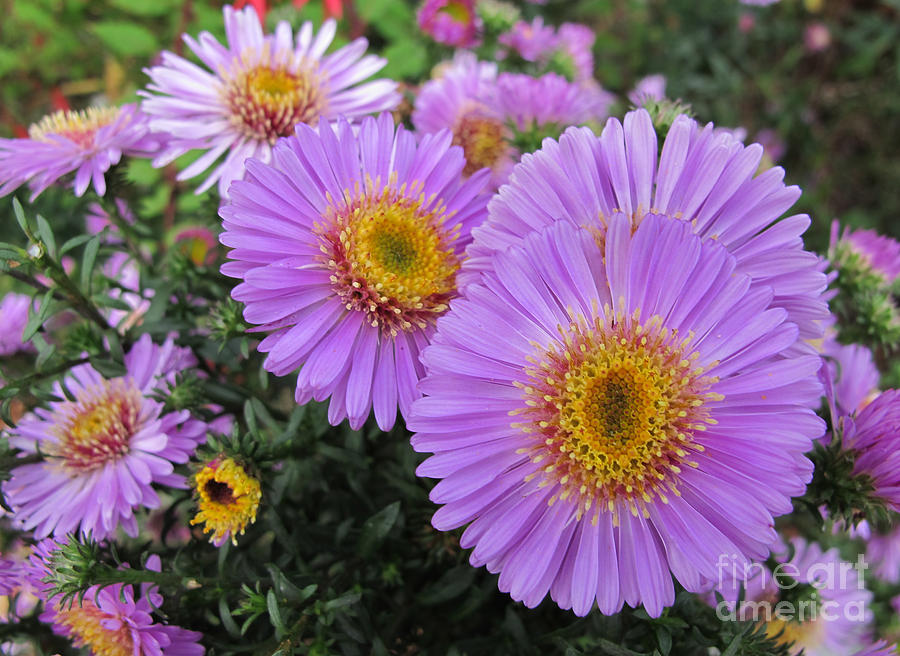 Flower Photograph - Lavender Flowers by Arlene Carmel