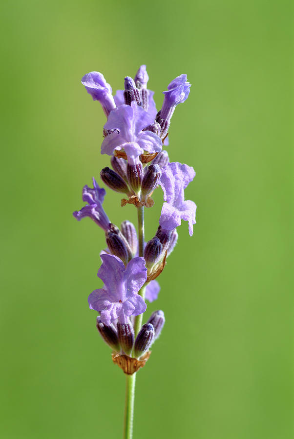 Nature Photograph - Lavender Flowers (lavandula Officinalis) by Bildagentur-online/th Foto/science Photo Library