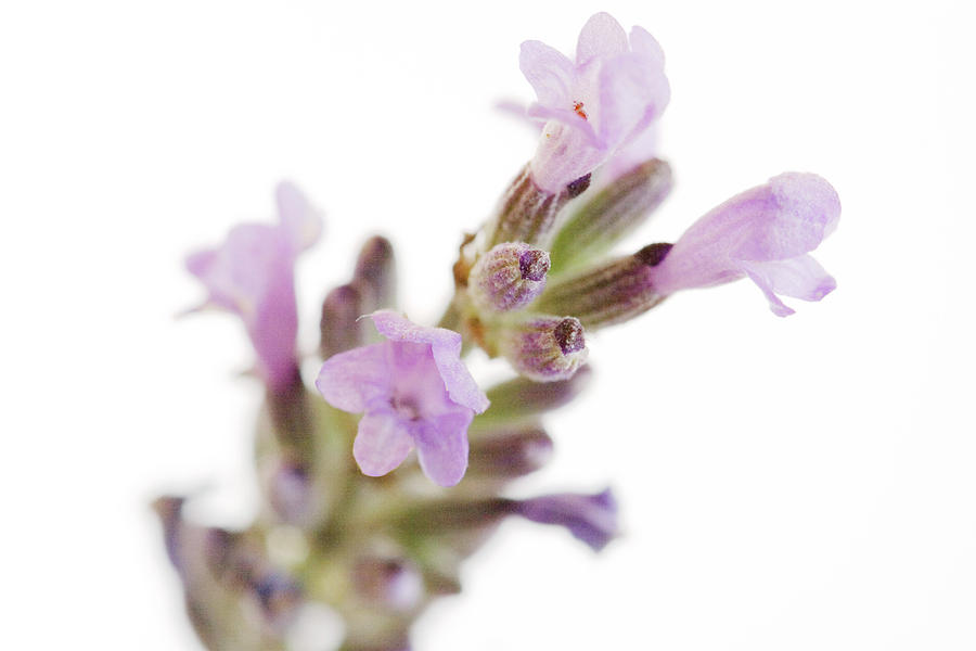 Nature Photograph - Lavender Flowers (lavandula Sp.) by Emmeline Watkins/science Photo Library