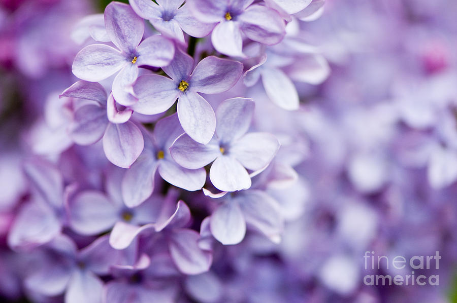 Lavender flowers Photograph by Oscar Gutierrez