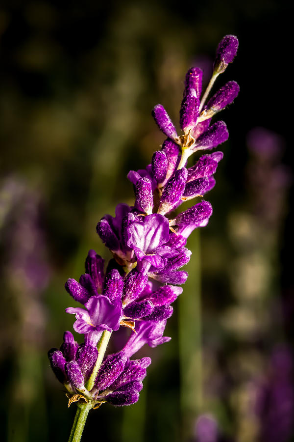 Lavender Flowers Photograph by Ron Pate