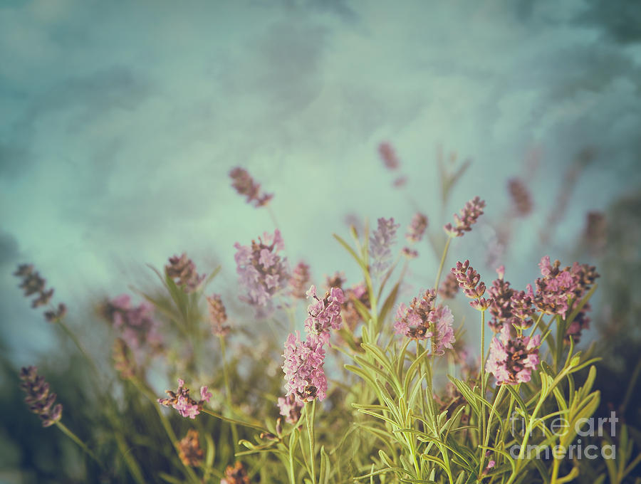 Flower Photograph - Lavender flowers with vintage color filters by Sandra Cunningham