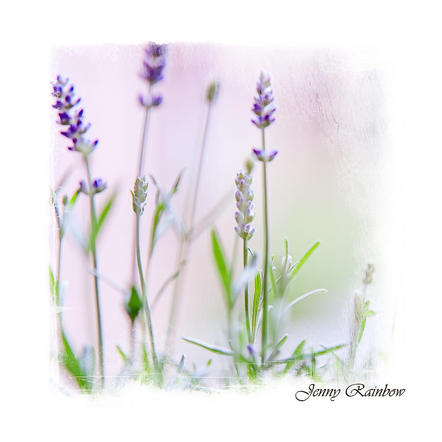 Lavender Fragrance Of France. Elegant Knickknacks Photograph by Jenny Rainbow