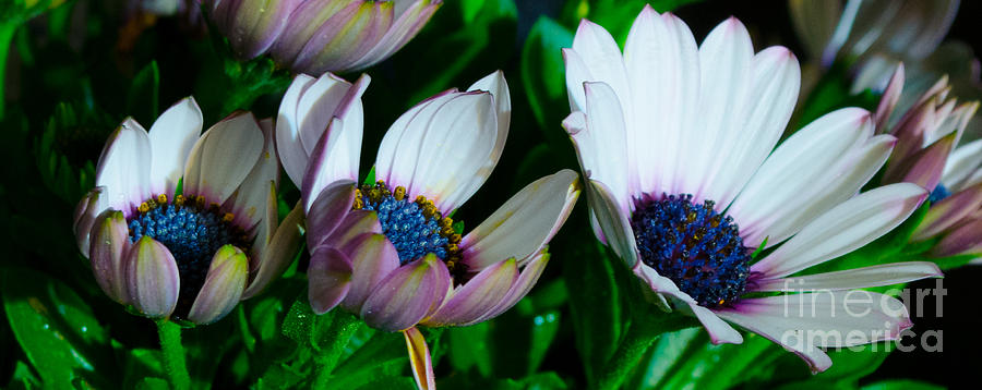 Lavender Frost African Daisy Photograph by Donna Brown