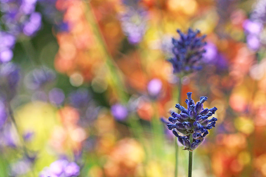 Lavender Garden Bokeh Photograph by Peggy Collins