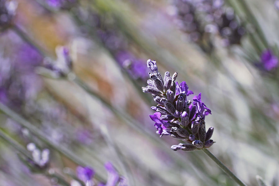 Lavender Garden Photograph by Peggy Collins