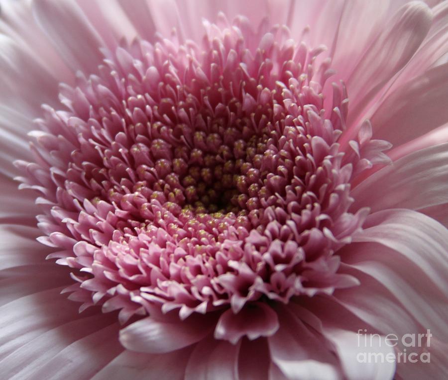 Daisy Photograph - Lavender Gerbera Up Close by Cathy Lindsey