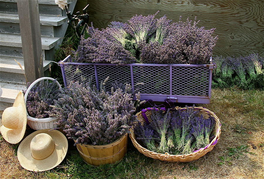Lavender Harvest Mixed Media by Alicia Kent
