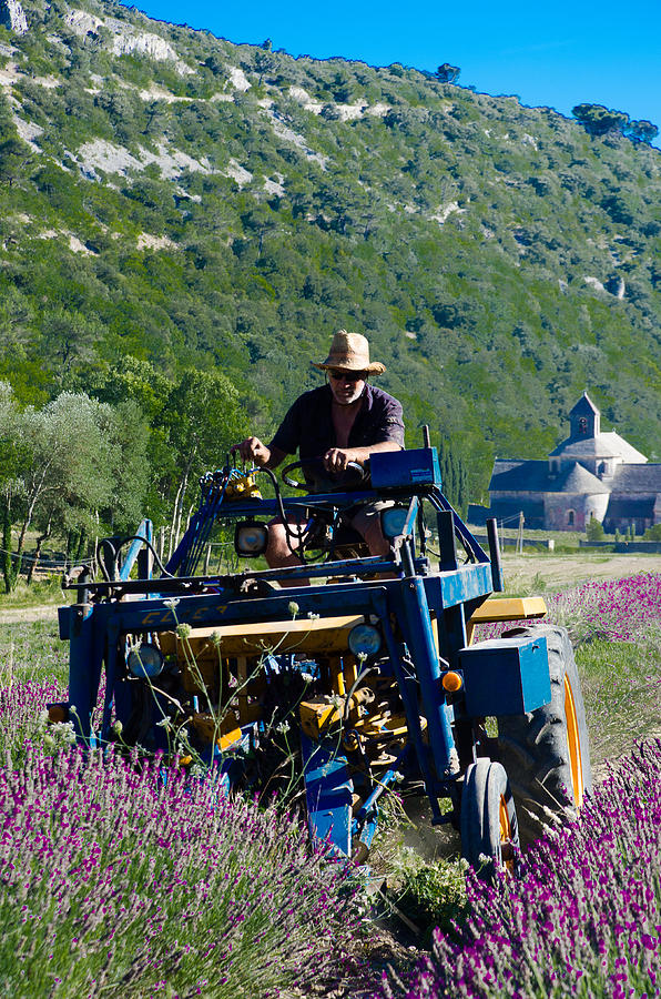 Lavender Harvest Photograph by Dany Lison