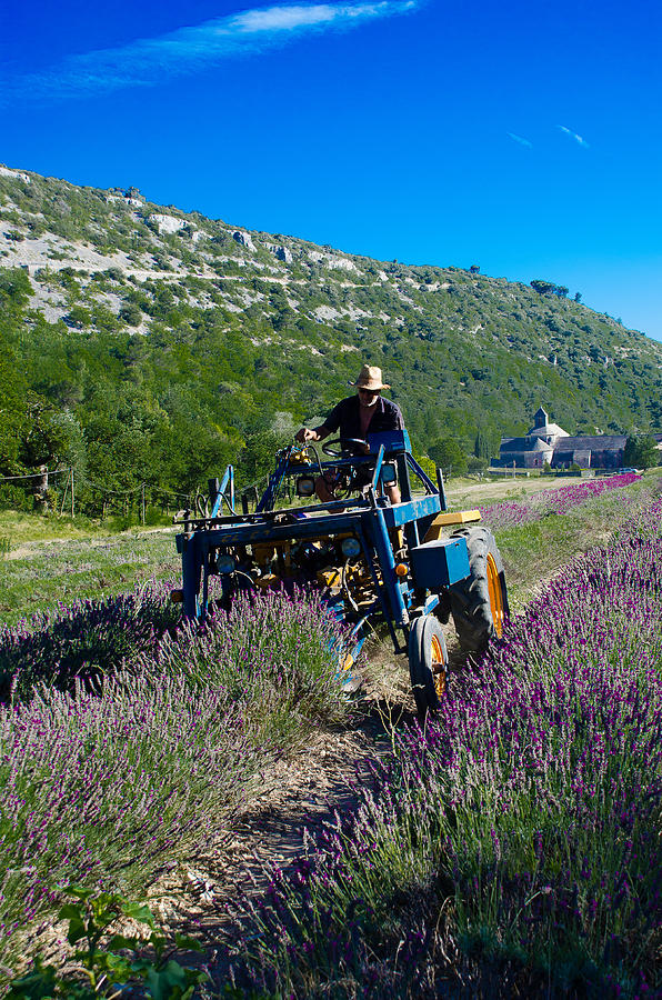 Flowers Still Life Photograph - Lavender Harvest in Provence by Dany Lison