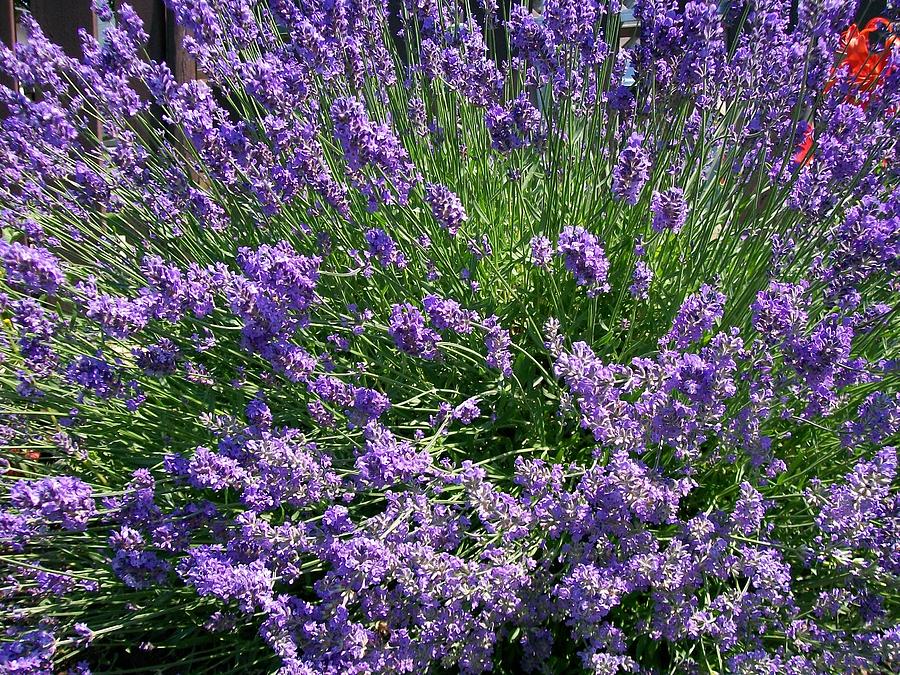 Lavender Herb  Photograph by Sharon Duguay
