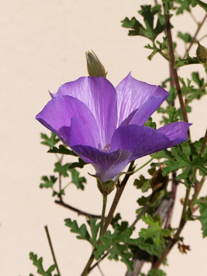 Lavender Hibiscus Photograph by Janis Knight