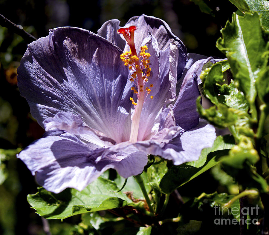 Lavender Hibiscus Photograph by Patricia Griffin Brett