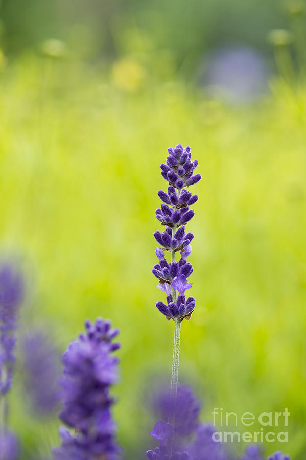 Flower Photograph - Lavender Hidcote by Tim Gainey